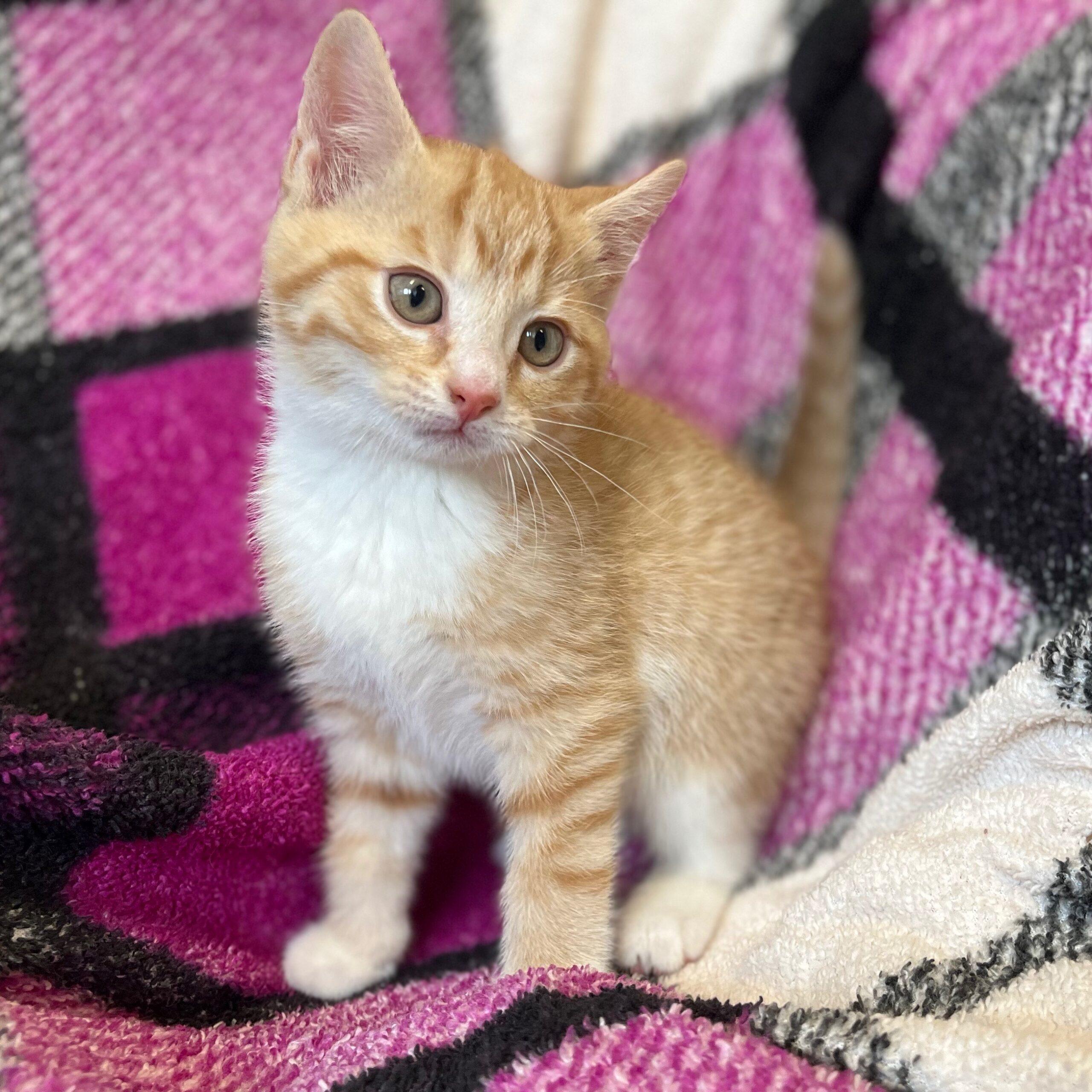 Sundae Kitten