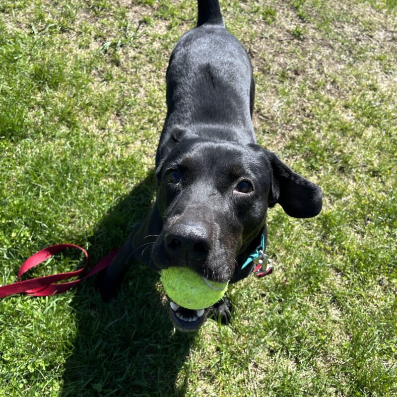 Licorice – North Country Animal League